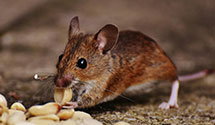 Find Exterminators in Aiken County